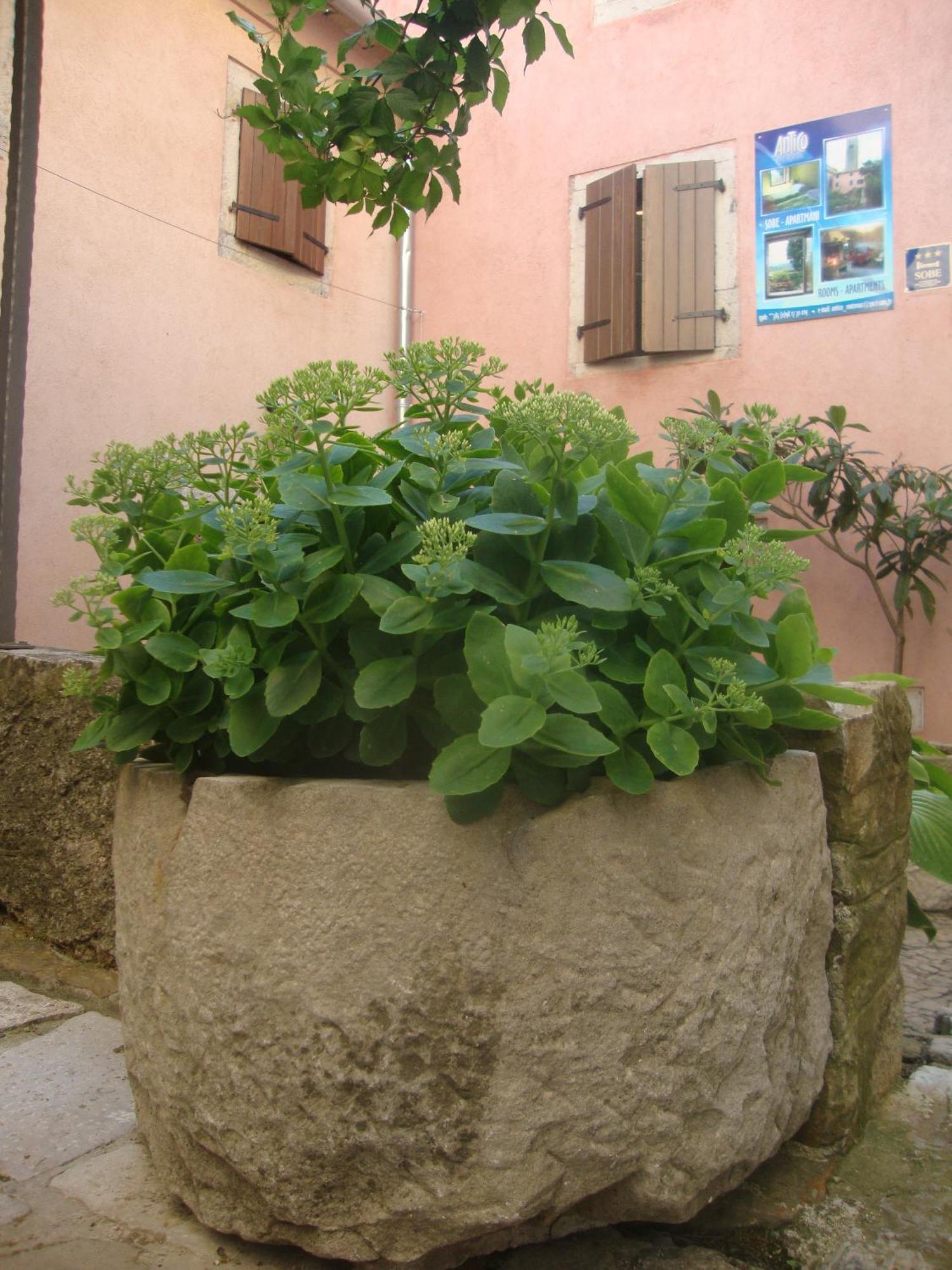 Bed & Breakfast Antico Motovun Eksteriør bilde